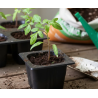 Tomate Limachino