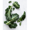 Kale crespo