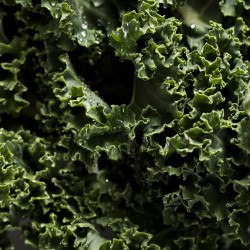 Kale crespo