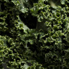 Kale crespo