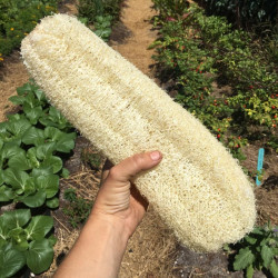 Luffa 10 semillas