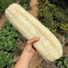 Luffa 10 semillas