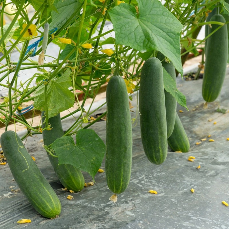Pepino ensalada