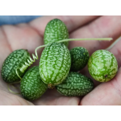 Cucamelon