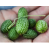 Cucamelon