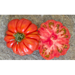 Tomate Costoluto