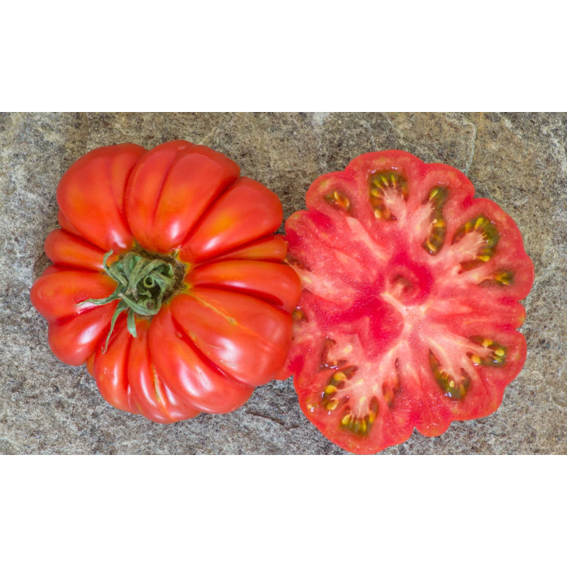 Tomate Costoluto