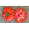 Tomate Costoluto
