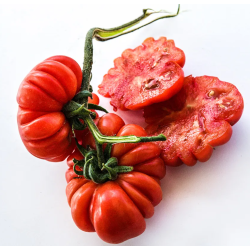 Tomate Costoluto