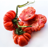 Tomate Costoluto