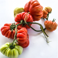 Tomate Costoluto