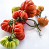 Tomate Costoluto