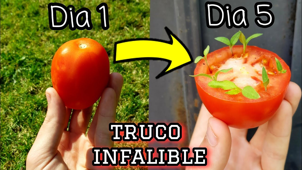 Como germinar tomate